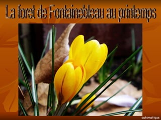 La foret de Fontainebleau au printemps automatique 