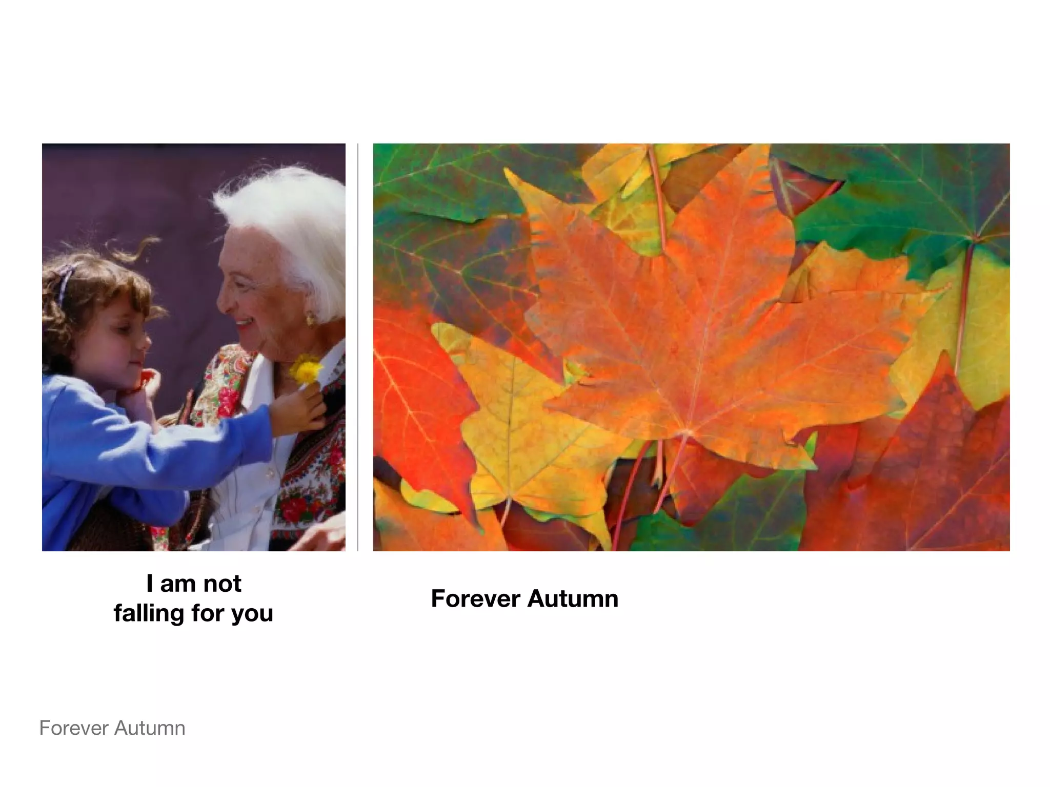 Forever Autumn
I am not
falling for you
Forever Autumn