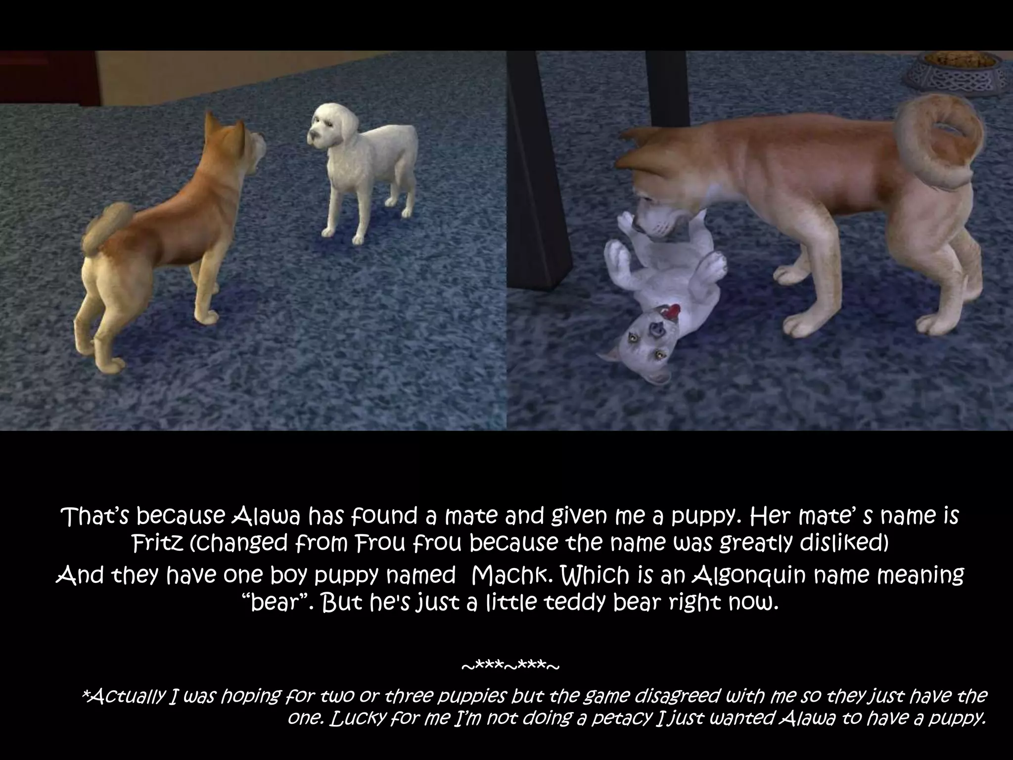 That’s because Alawa has found a mate and given me a puppy. Her mate’ s name is Fritz (changed from Froufrou because the name was greatly disliked) And they have one boy puppy named  Machk. Which is an Algonquin name meaning “bear”. But he's just a little teddy bear right now.~***~***~ *Actually I was hoping for two or three puppies but the game disagreed with me so they just have the one. Lucky for me I’m not doing a petacy I just wanted Alawa to have a puppy.