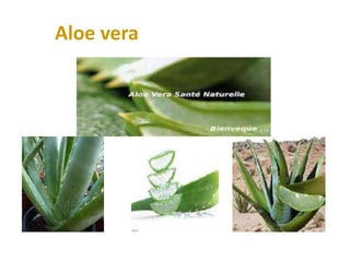 Aloe vera
 