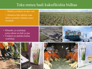 Toka mmea hadi kukufikishia bidhaa
• Maelfu ya hekari za aloe vera
• Hulimwa bila mbolea wala
dawa za kuulia vijidudu zenye
kemikali
• Mitambo ya uzalishaji
yenye ubora wa hali ya juu
• Umakini na uhakika katika
uzalishaji.
Aloe Vera of America
 