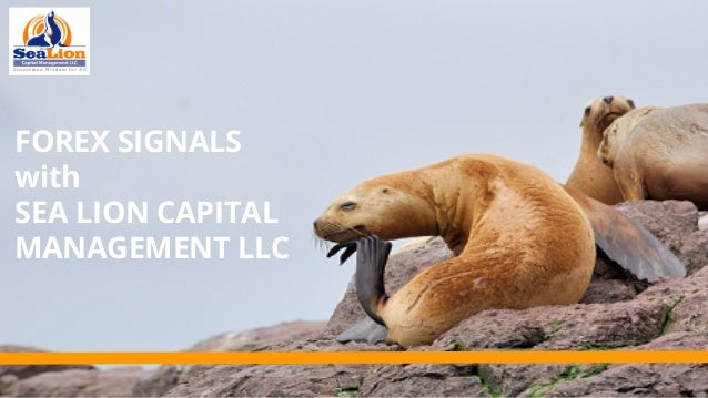 Forex Signals With Sea Lion Capital Management Llc - 