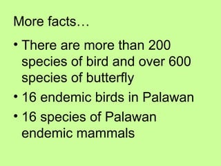 More facts…
• There are more than 200
species of bird and over 600
species of butterfly
• 16 endemic birds in Palawan
• 16 species of Palawan
endemic mammals
 