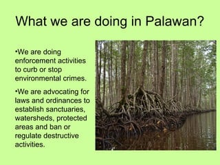 What we are doing in Palawan?
•We are doing
enforcement activities
to curb or stop
environmental crimes.
•We are advocating for
laws and ordinances to
establish sanctuaries,
watersheds, protected
areas and ban or
regulate destructive
activities.
 