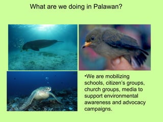 What are we doing in Palawan?
•We are mobilizing
schools, citizen’s groups,
church groups, media to
support environmental
awareness and advocacy
campaigns.
 