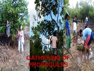 GATHERING OF
PROPAGULES
 