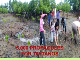 5,000 PROPAGULES
FOR TAYTANOS
 