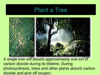 Plant a Tree
A single tree will absorb approximately one ton of
carbon dioxide during its lifetime. During
photosynthesis, trees and other plants absorb carbon
dioxide and give off oxygen.
 