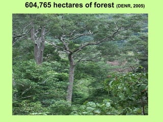 604,765 hectares of forest (DENR, 2005)
 