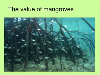 The value of mangroves
 