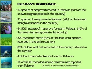 PALAWAN’S BIODIVERSITY…
• 13 speciesof seagrassrecorded in Palawan (81% of the
known seagrassspeciesin thecountry)
• 31 speciesof mangrovesin Palawan (90% of theknown
mangrovespeciesin thecountry)
• 44,500 hectaresof mangroveforestsin Palawan (40% of
theremaining mangrovesin thecountry)
• 379 speciesof corals(82% of thetotal coral species
recorded in theentirecountry)
• 89% of total reef fish recorded in thecountry isfound in
thecorridor
• 4 of the5 marineturtlesarefound in Palawan
• 15 of the25 recorded marinemammalsarereported
from Palawan (Credit: Conservation International)
 