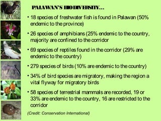 • 18 speciesof freshwater fish isfound in Palawan (50%
endemic to theprovince)
• 26 speciesof amphibians(25% endemic to thecountry,
majority areconfined to thecorridor
• 69 speciesof reptilesfound in thecorridor (29% are
endemic to thecountry)
• 279 speciesof birds(10% areendemic to thecountry)
• 34% of bird speciesaremigratory, making theregion a
vital flyway for migratory birds
• 58 speciesof terrestrial mammalsarerecorded, 19 or
33% areendemic to thecountry, 16 arerestricted to the
corridor
(Credit: Conservation International)
PALAWAN’S BIODIVERSITY…
 