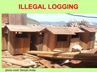 ILLEGAL LOGGING
(photo credit: Dempto Anda)(photo credit: Dempto Anda)
 