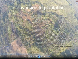 Conversion to plantation
Photo: Marc Lehmann
 