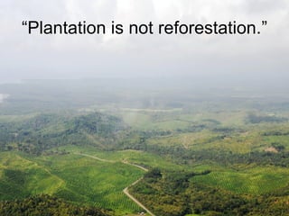 “Plantation is not reforestation.”
 