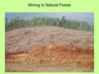 Mining in Natural Forest
 