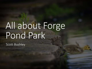 All about Forge
Pond Park
Scott Bushley
 