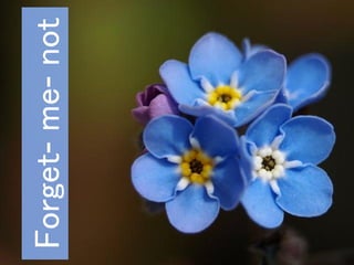 Forget-me-not
 