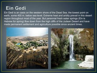 Ein Gedi is an oasis on the western shore of the Dead Sea, the lowest point on
earth, some 400 m. below sea level. Extreme heat and aridity prevail in this desert
region throughout most of the year. But perennial fresh water springs (Ein is
Hebrew for spring) flow down from the high cliffs of the Judean Desert and have
made permanent settlement and agriculture possible since ancient times.
 