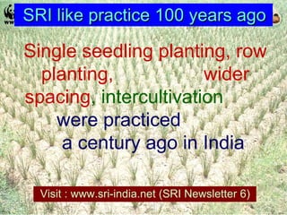 SRI like practice 100 years ago Single seedling planting, row planting,  wider spacing , intercultivation  were practiced  a century ago in India Visit : www.sri-india.net (SRI Newsletter 6) 