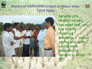 benefits of a smaller nursery, low seed rate, very low cost for removing seedlings,  labour saving and water saving were appealing to farmers to adopt SRI Impact of IAMWARM project in Hosur area, Tamil Nadu 