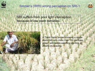 Sinclair’s (IRRI) wrong perception on SRI-1 A Tamil Nadu farmer showing a single plant (hill) with more than 100 panicles, grown with single-seedling planting at 25x25 cm spacing. SRI suffers from poor light interception because of low plant densities  