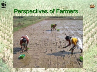Perspectives of Farmers… 