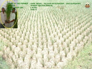 NAME OF THE FARMER  :  KAPIL BEHAL:  VILLAGE HAYATNAGAR :  DIST:GURDASPU SEASON :  KHARIF SEASON 2008-09 AREA UNDER SRI :  1 ACRE VARIETY :  PHB-71 