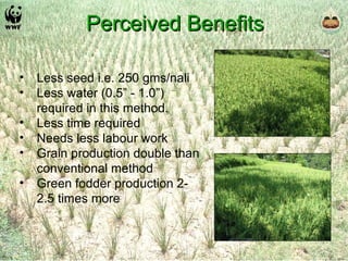 Perceived Benefits Less seed i.e. 250 gms/nali Less water (0.5” - 1.0”)  required in this method.  Less time required Needs less labour work Grain production double than conventional method Green fodder production 2- 2.5 times more 