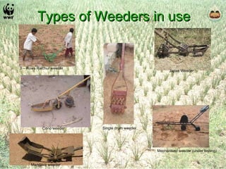 Types of Weeders in use Mechanised weeder (under testing) Japan Weeder Single drum weeder Cono weeder Mandava weeder 3 – Rows Raichur weeder 