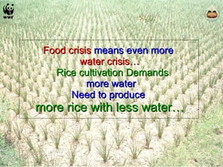Food crisis  means even more  water crisis…   Rice cultivation Demands  more water Need to produce  more rice with less water… 