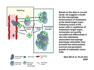Based on the data in current study, we suggest a model for the macrophage enhancement of metastasis at the distal target organ. Following arrest of the tumor cells in capillaries of metastasis target organ, monocytes are quickly recruited and differentiate in situ into metastasis associated macrophage phenotype whereafter they promote the extravasation, survival and persistent growth of metastatic tumor cells.  Qian BZ et al,  PLoS One 2009 Endothelial  cell Disseminated tumor cell Seeding Persistent Growth Initial  Growth Monocytes Metastasis  recruited macrophages New blood vessel Metastasis tumor cell Proteases Survival/Growth Factors Angiogenic factors Extravasation 