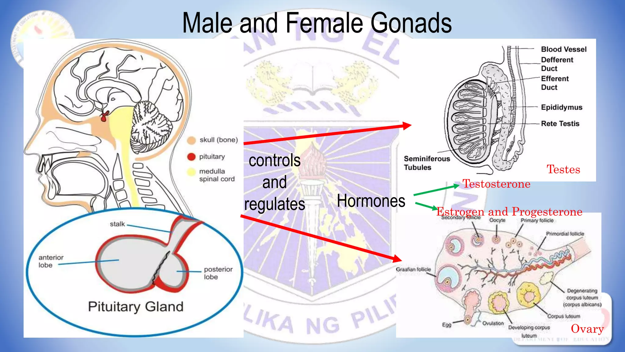 Male and Female Gonads
Testes
Ovary
controls
and
regulates
Testosterone
Estrogen and Progesterone
Hormones
 