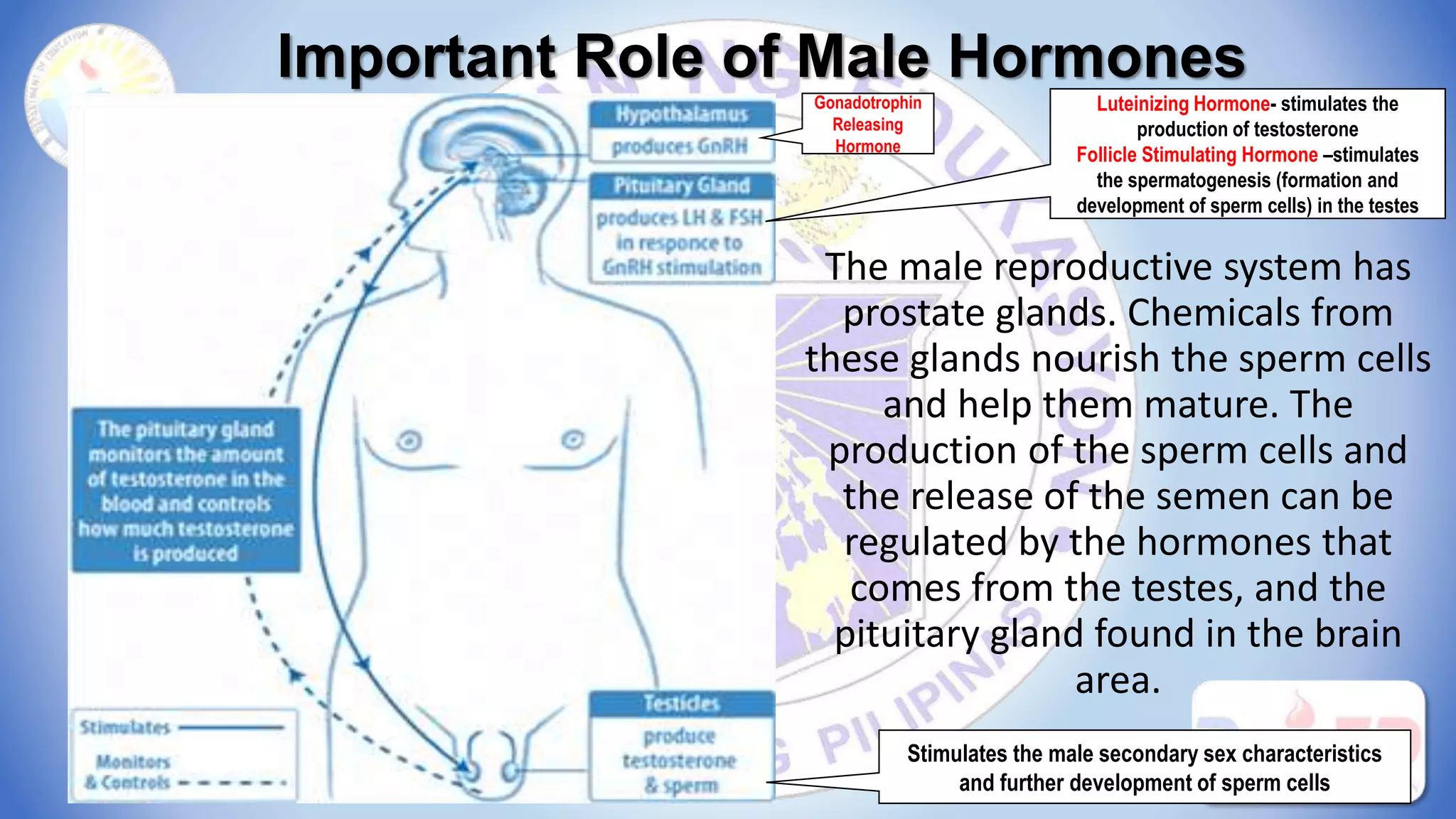 Important Role of Male Hormones
Gonadotrophin
Releasing
Hormone
Luteinizing Hormone- stimulates the
production of testosterone
Follicle Stimulating Hormone –stimulates
the spermatogenesis (formation and
development of sperm cells) in the testes
Stimulates the male secondary sex characteristics
and further development of sperm cells
The male reproductive system has
prostate glands. Chemicals from
these glands nourish the sperm cells
and help them mature. The
production of the sperm cells and
the release of the semen can be
regulated by the hormones that
comes from the testes, and the
pituitary gland found in the brain
area.
 