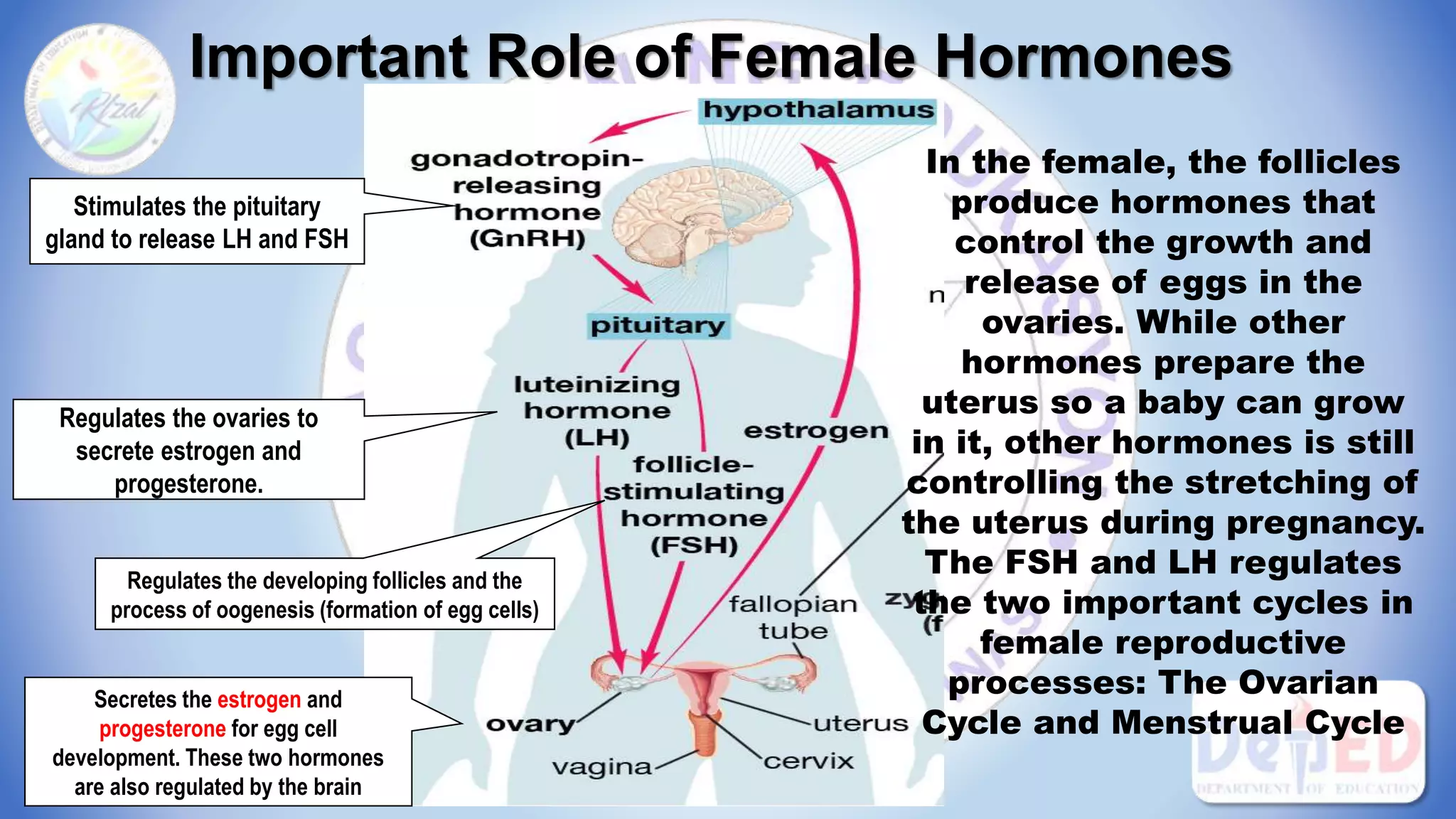 Important Role of Female Hormones
Stimulates the pituitary
gland to release LH and FSH
Regulates the ovaries to
secrete estrogen and
progesterone.
Regulates the developing follicles and the
process of oogenesis (formation of egg cells)
Secretes the estrogen and
progesterone for egg cell
development. These two hormones
are also regulated by the brain
In the female, the follicles
produce hormones that
control the growth and
release of eggs in the
ovaries. While other
hormones prepare the
uterus so a baby can grow
in it, other hormones is still
controlling the stretching of
the uterus during pregnancy.
The FSH and LH regulates
the two important cycles in
female reproductive
processes: The Ovarian
Cycle and Menstrual Cycle
 