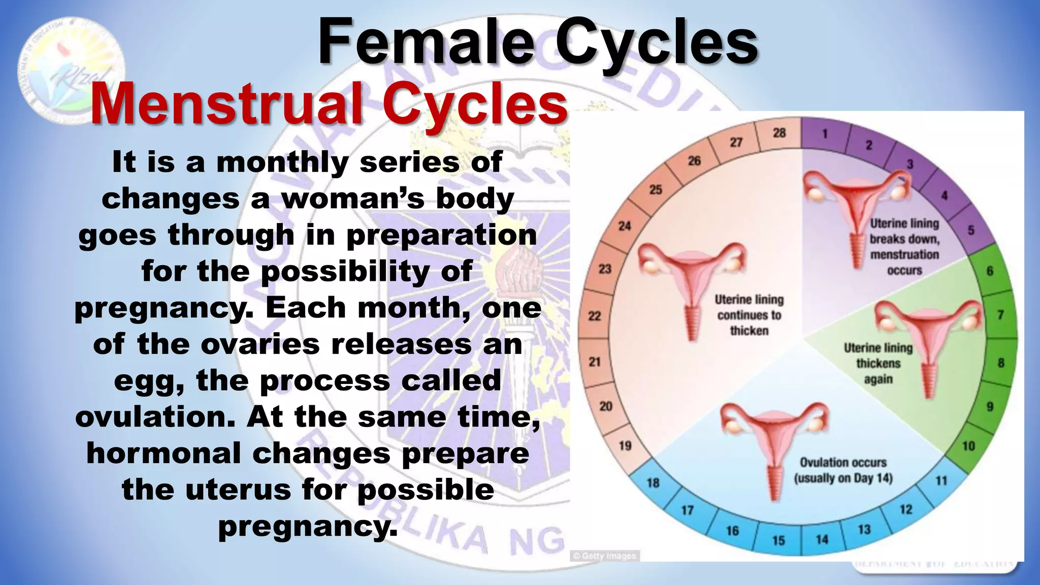 Female Cycles
Menstrual Cycles
It is a monthly series of
changes a woman’s body
goes through in preparation
for the possibility of
pregnancy. Each month, one
of the ovaries releases an
egg, the process called
ovulation. At the same time,
hormonal changes prepare
the uterus for possible
pregnancy.
 