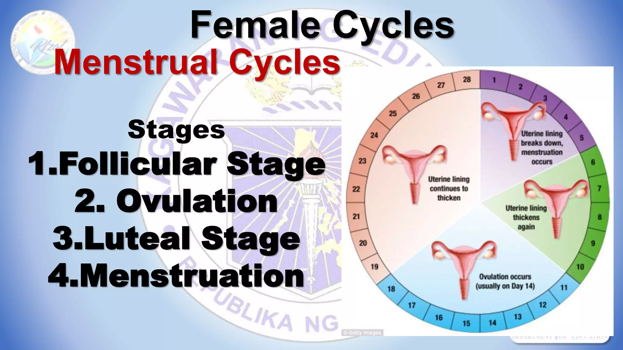 Female Cycles
Menstrual Cycles
Stages
1.Follicular Stage
2. Ovulation
3.Luteal Stage
4.Menstruation
 