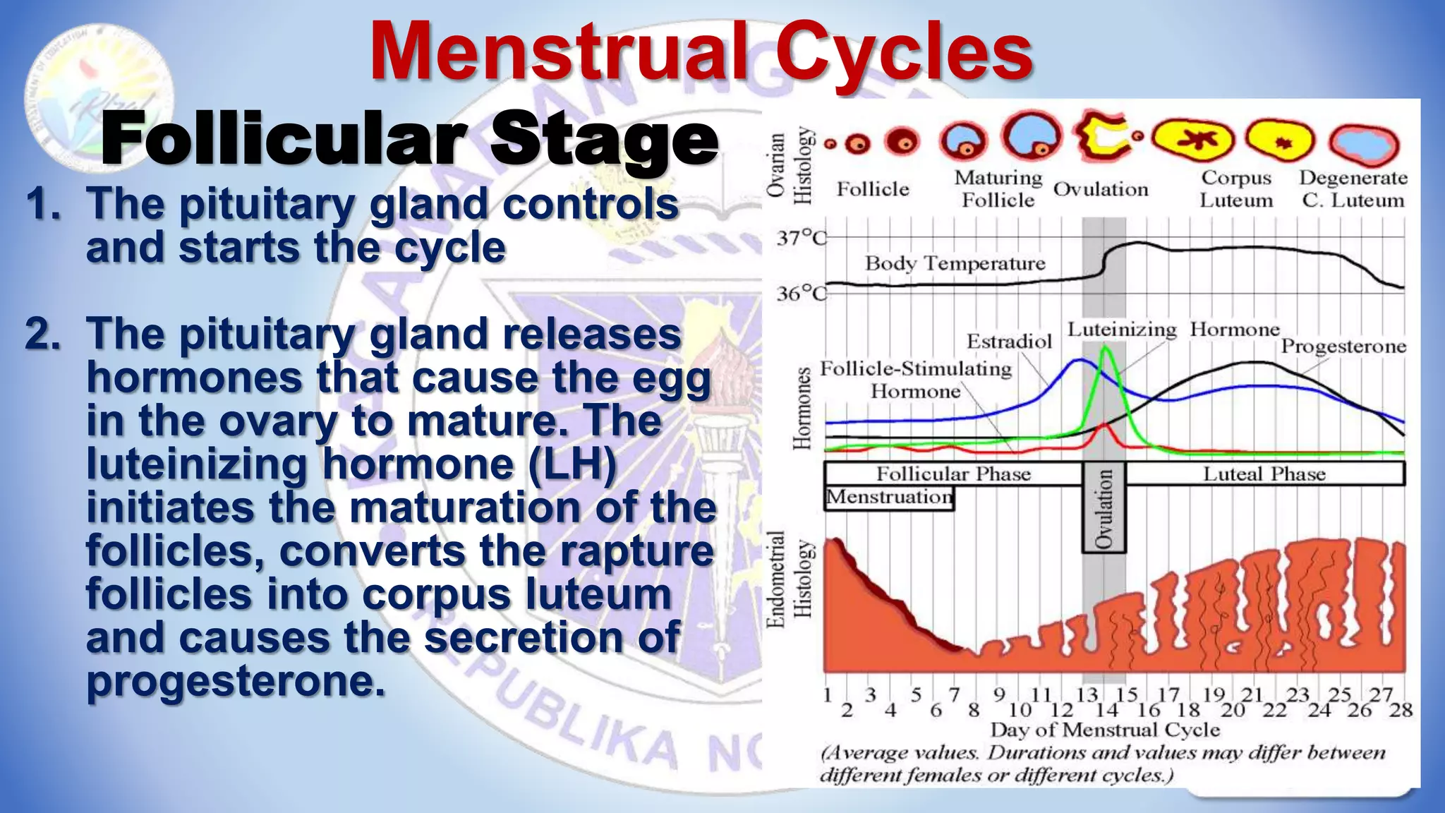 Menstrual Cycles
Follicular Stage
1. The pituitary gland controls
and starts the cycle
2. The pituitary gland releases
hormones that cause the egg
in the ovary to mature. The
luteinizing hormone (LH)
initiates the maturation of the
follicles, converts the rapture
follicles into corpus luteum
and causes the secretion of
progesterone.
 