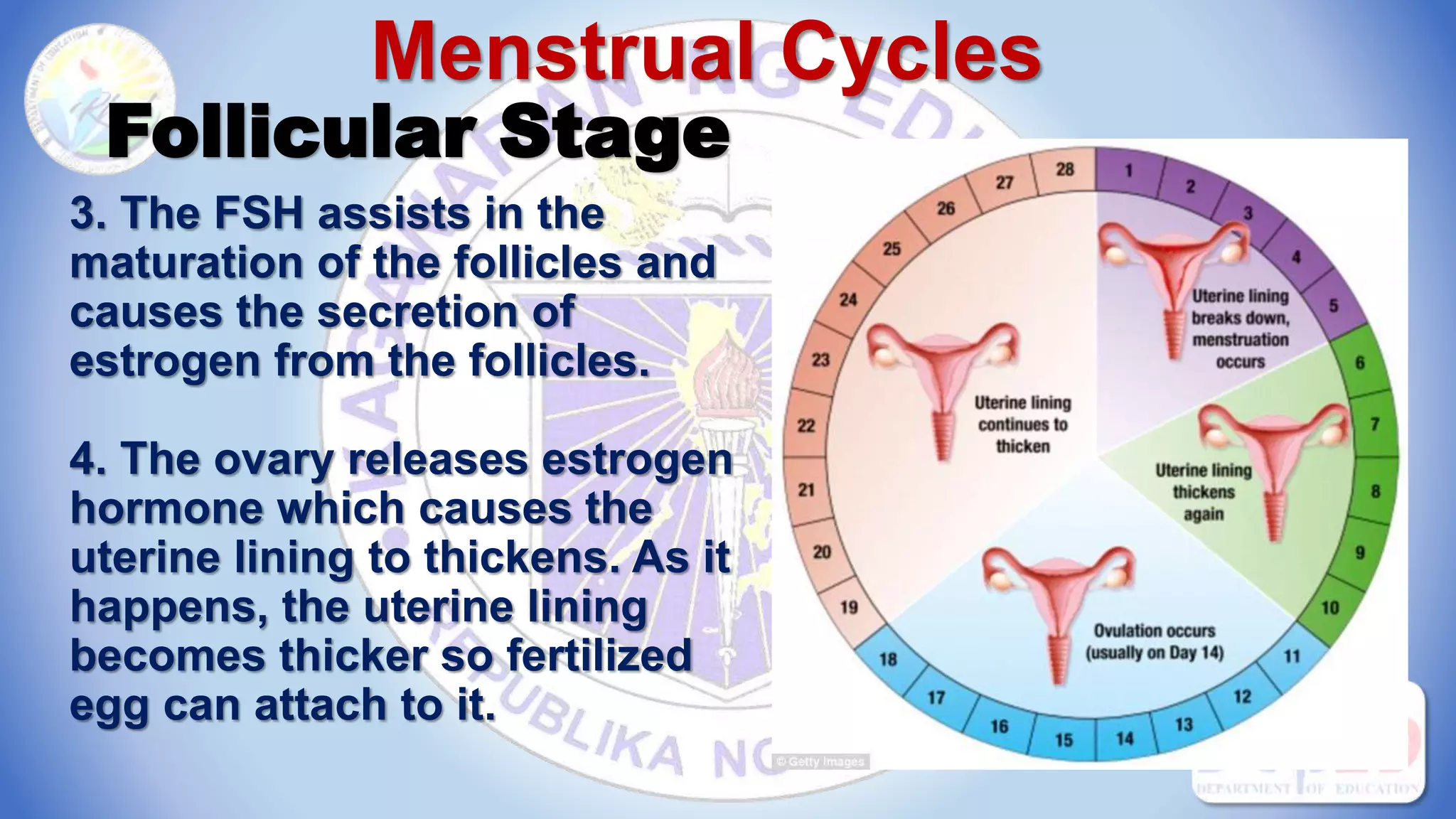 Menstrual Cycles
Follicular Stage
3. The FSH assists in the
maturation of the follicles and
causes the secretion of
estrogen from the follicles.
4. The ovary releases estrogen
hormone which causes the
uterine lining to thickens. As it
happens, the uterine lining
becomes thicker so fertilized
egg can attach to it.
 