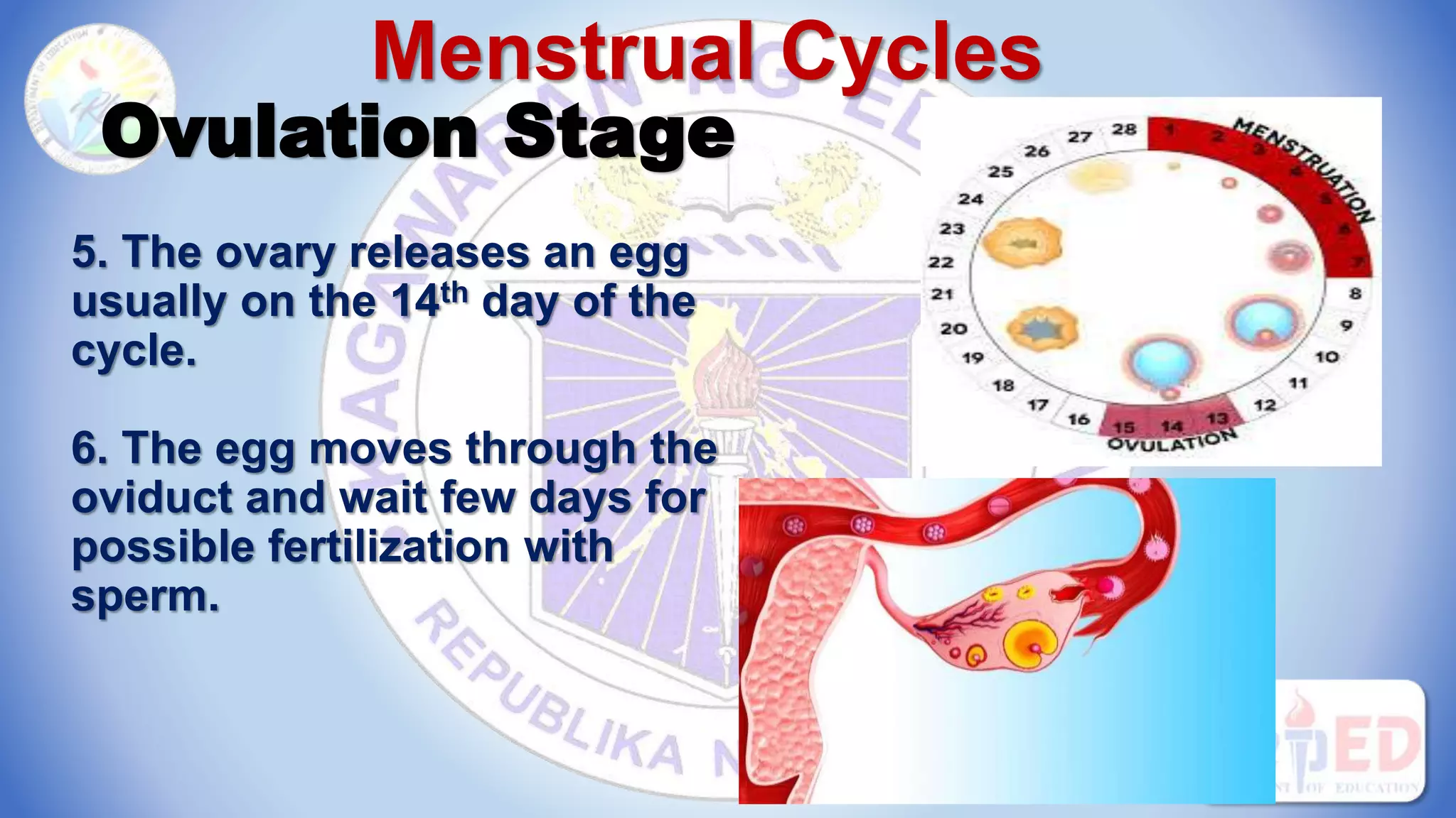 Menstrual Cycles
Ovulation Stage
5. The ovary releases an egg
usually on the 14th day of the
cycle.
6. The egg moves through the
oviduct and wait few days for
possible fertilization with
sperm.
 