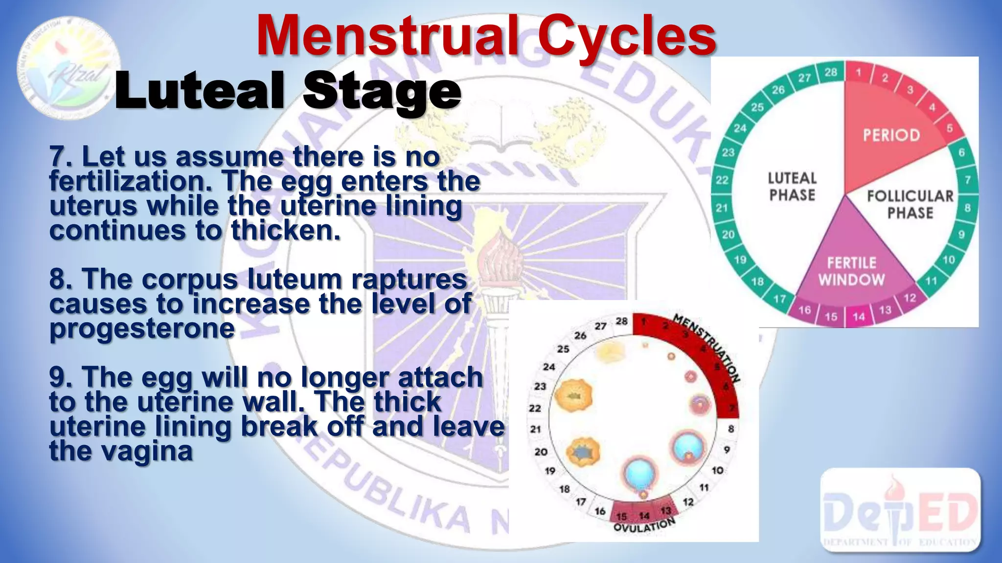 Menstrual Cycles
Luteal Stage
7. Let us assume there is no
fertilization. The egg enters the
uterus while the uterine lining
continues to thicken.
8. The corpus luteum raptures
causes to increase the level of
progesterone
9. The egg will no longer attach
to the uterine wall. The thick
uterine lining break off and leave
the vagina
 