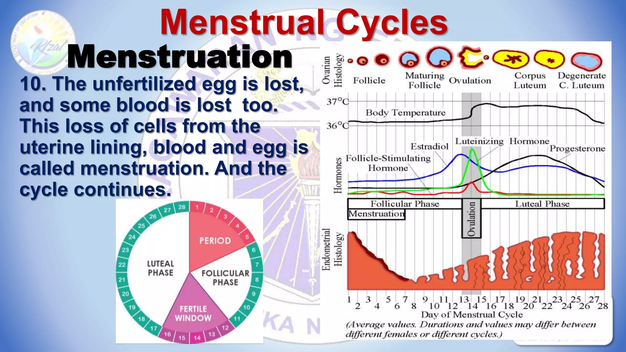 Menstrual Cycles
Menstruation
10. The unfertilized egg is lost,
and some blood is lost too.
This loss of cells from the
uterine lining, blood and egg is
called menstruation. And the
cycle continues.
 