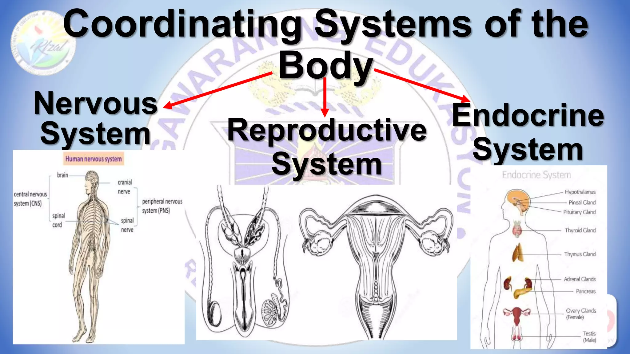 Coordinating Systems of the
Body
Nervous
System
Endocrine
System
Reproductive
System
 
