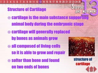 Structure of Cartilage
structure of
cartilage
 cartilage is the main substance supporting
animal body during the embryonic stage
 cartilage will generally replaced
by bones as animals grow
 all composed of living cells
so it is able to grow and repair
 softer than bone and found
on two ends of bones
 