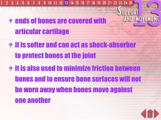  ends of bones are covered with
articular cartilage
 it is softer and can act as shock-absorber
to protect bones at the joint
 it is also used to minimize friction between
bones and to ensure bone surfaces will not
be worn away when bones move against
one another
 