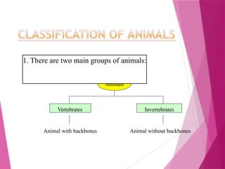 Vertebrates Invertebrates
Animals
Animal with backbones Animal without backbones
1. There are two main groups of animals:
 