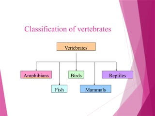Vertebrates
Amphibians
Fish
Birds
Mammals
Reptiles
Classification of vertebrates
 