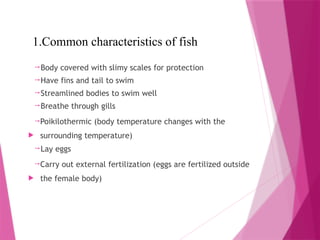 1.Common characteristics of fish
Body covered with slimy scales for protection
Have fins and tail to swim
Streamlined bodies to swim well
Breathe through gills
Poikilothermic (body temperature changes with the
 surrounding temperature)
Lay eggs
Carry out external fertilization (eggs are fertilized outside
 the female body)
 
