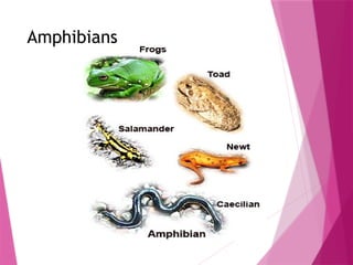 Amphibians
 