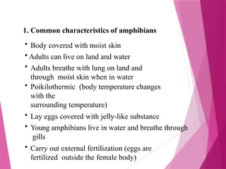 1. Common characteristics of amphibians
• Body covered with moist skin
• Adults can live on land and water
• Adults breathe with lung on land and
through moist skin when in water
• Poikilothermic (body temperature changes
with the
surrounding temperature)
• Lay eggs covered with jelly-like substance
• Young amphibians live in water and breathe through
gills
• Carry out external fertilization (eggs are
fertilized outside the female body)
 